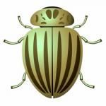 Фотография koloradskij_zhuk