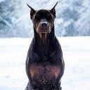 Фотография DobeRmaNNX