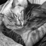 Фотография talingur