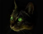 Фотография Kisa